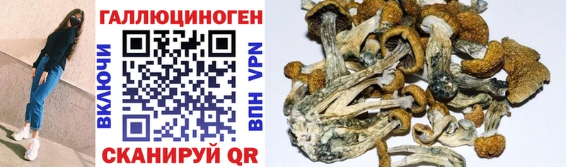 Псилоцибиновые грибы мицелий  Адыгейск 